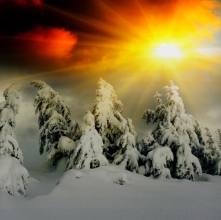Winter Shine - Obrázkek zdarma pro 1024x1024
