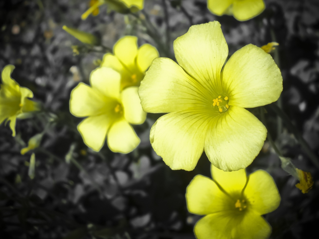 Screenshot №1 pro téma Yellow Flowers 1024x768