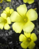 Screenshot №1 pro téma Yellow Flowers 128x160