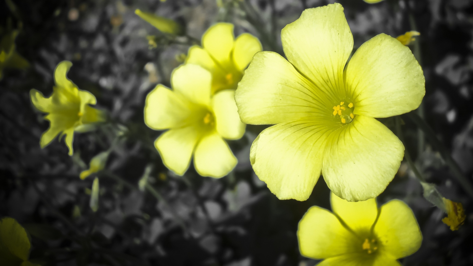 Sfondi Yellow Flowers 1600x900