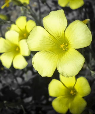 Yellow Flowers - Obrázkek zdarma pro iPhone 4S