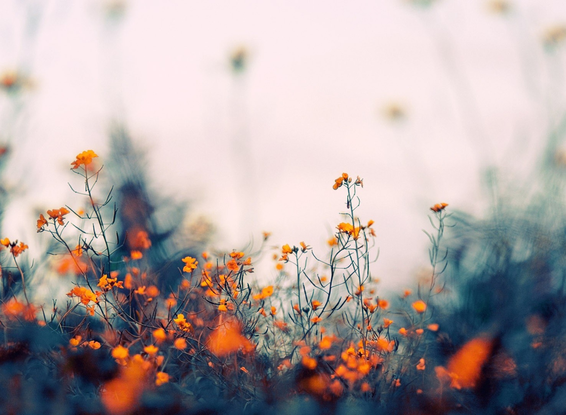 Field Of Orange Flowers screenshot #1 1920x1408