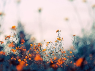 Fondo de pantalla Field Of Orange Flowers 320x240