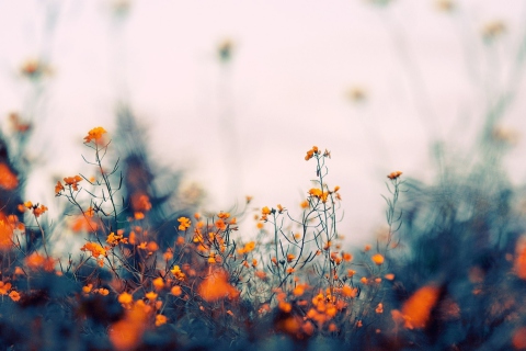 Fondo de pantalla Field Of Orange Flowers 480x320