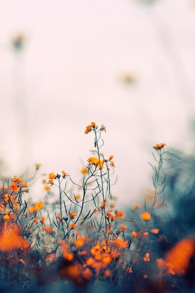 Fondo de pantalla Field Of Orange Flowers 640x960