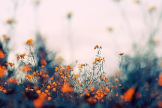 Field Of Orange Flowers Background for Android, iPhone and iPad