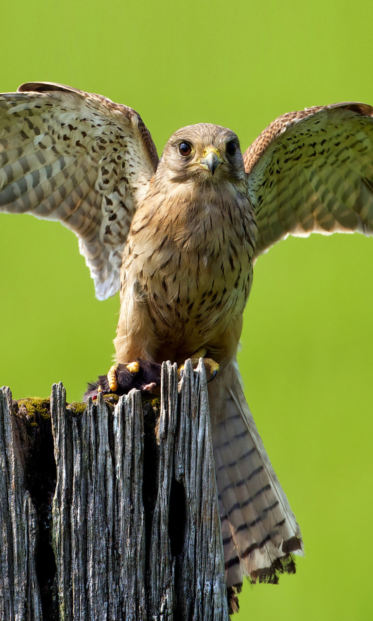 Hawk wallpaper 768x1280