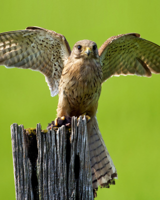 Hawk - Obrázkek zdarma pro iPhone 5S