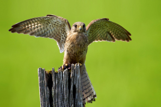 Free Hawk Picture for Android, iPhone and iPad