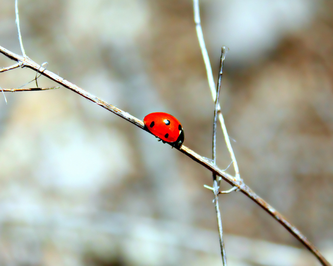 Screenshot №1 pro téma Ladybug On Tree Branch 1280x1024