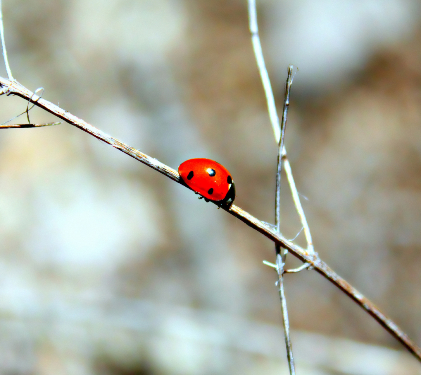 Fondo de pantalla Ladybug On Tree Branch 1440x1280
