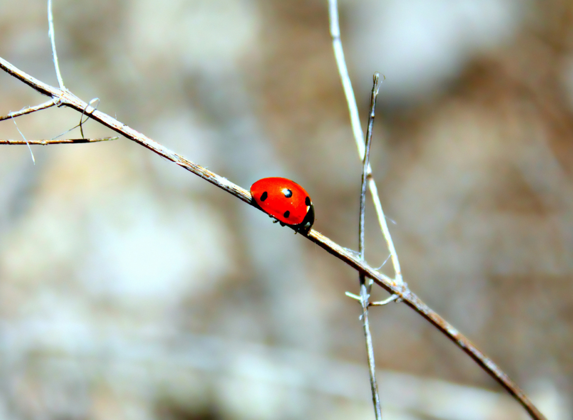 Sfondi Ladybug On Tree Branch 1920x1408