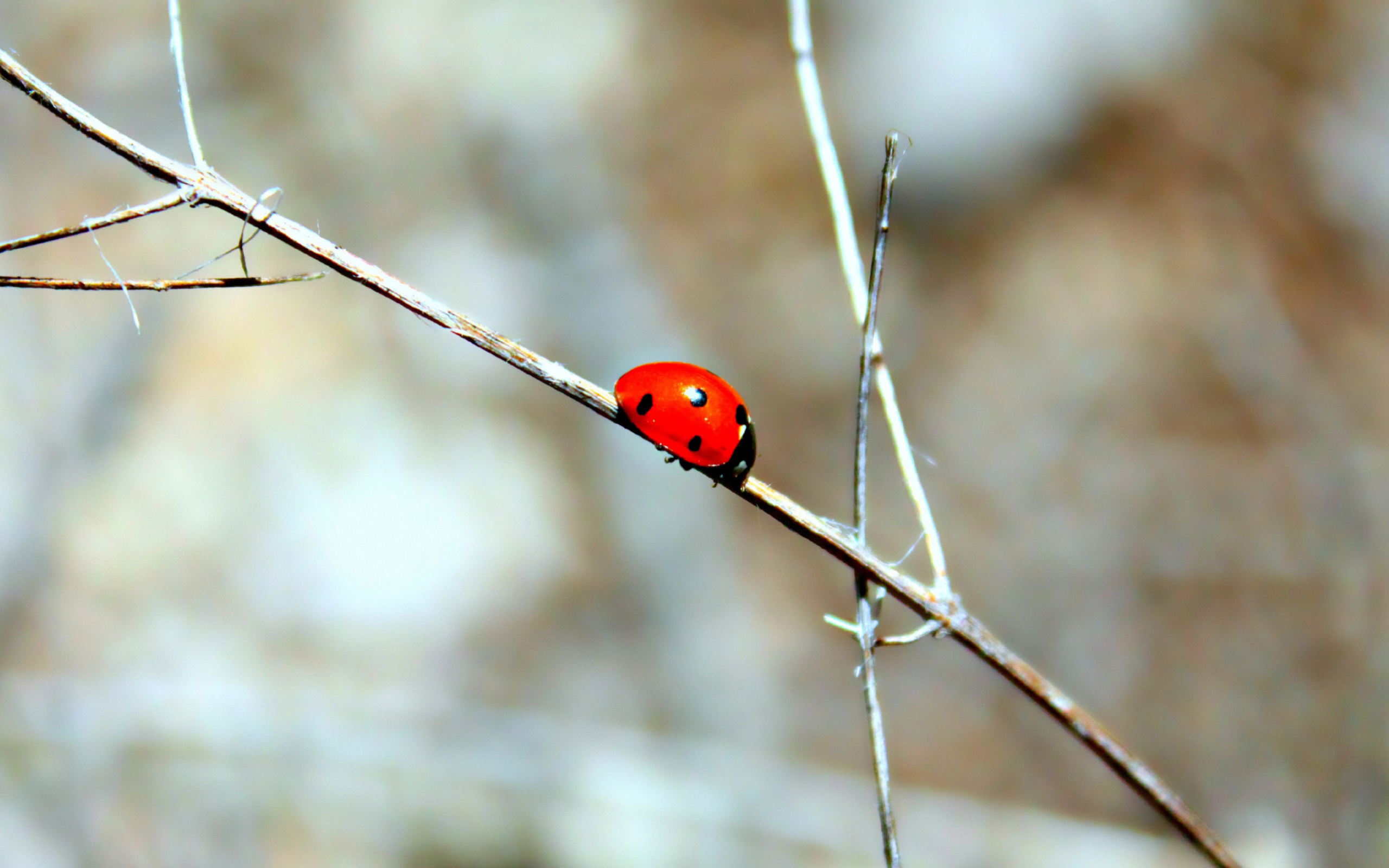 Das Ladybug On Tree Branch Wallpaper 2560x1600
