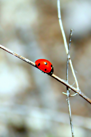 Screenshot №1 pro téma Ladybug On Tree Branch 320x480