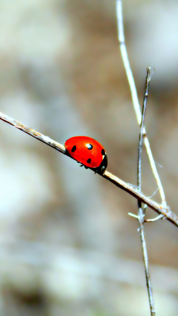 Screenshot №1 pro téma Ladybug On Tree Branch 360x640