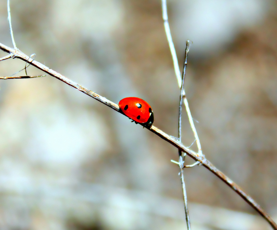 Screenshot №1 pro téma Ladybug On Tree Branch 960x800