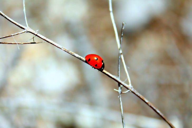 Fondo de pantalla Ladybug On Tree Branch