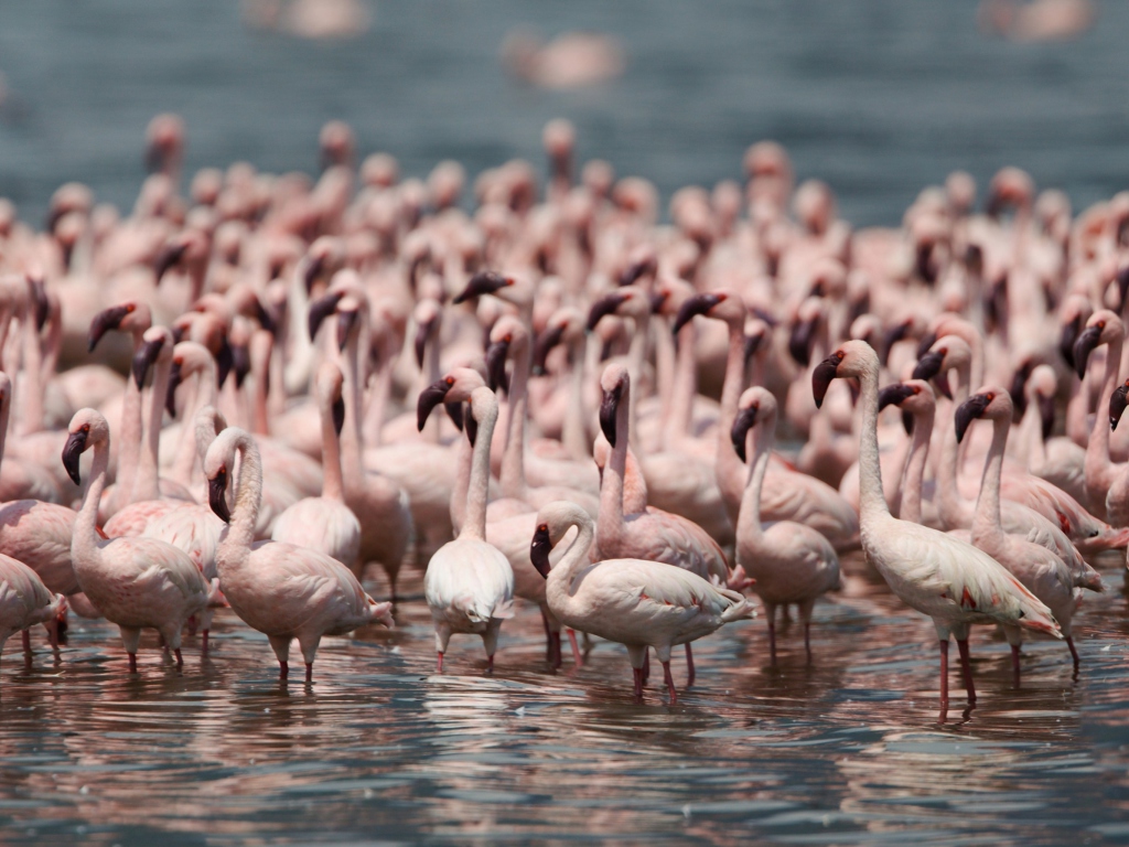 Fondo de pantalla Pink Flamingos 1024x768