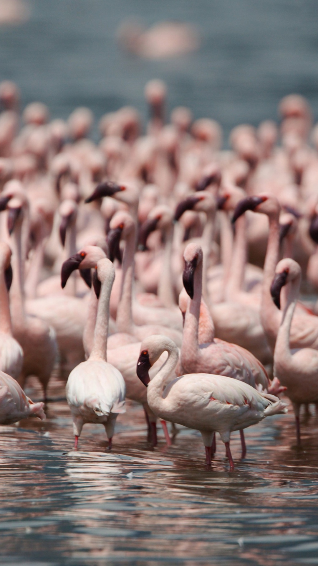Обои Pink Flamingos 1080x1920