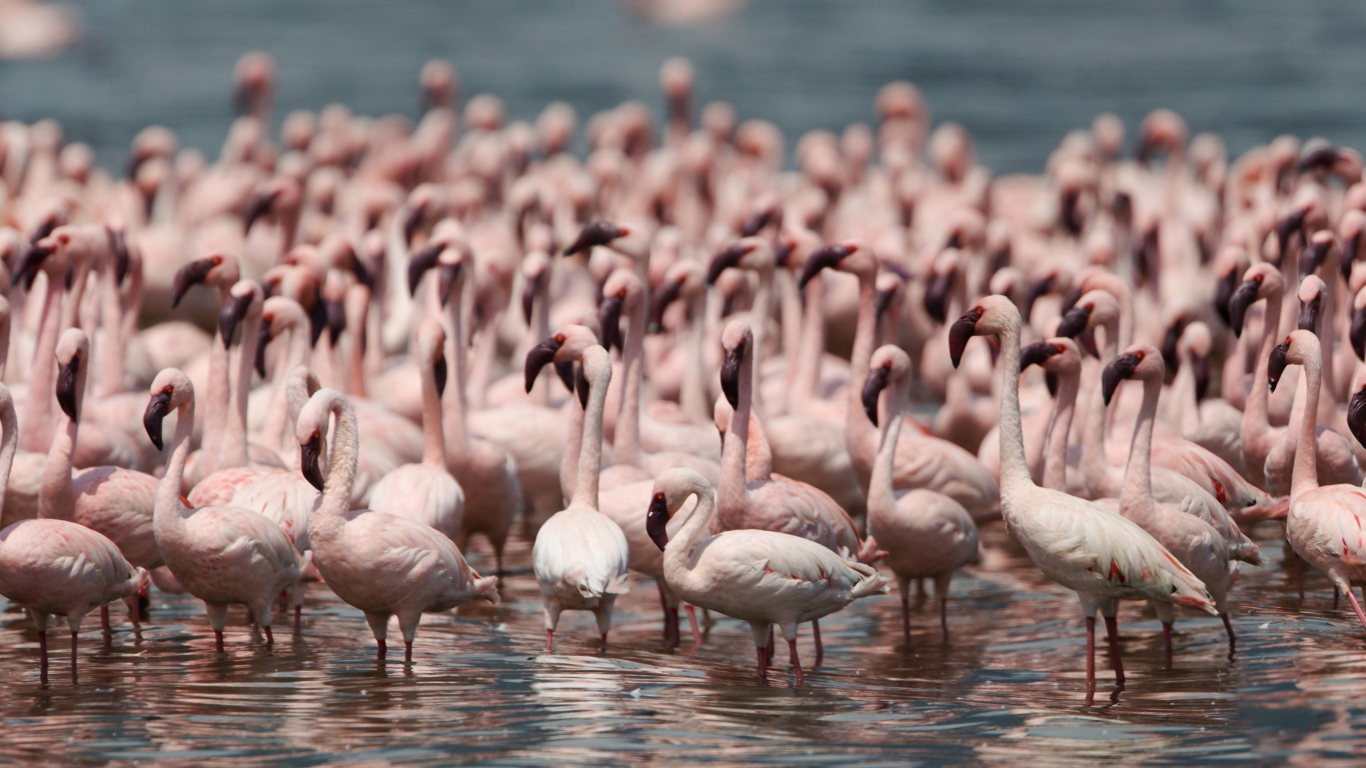 Обои Pink Flamingos 1366x768