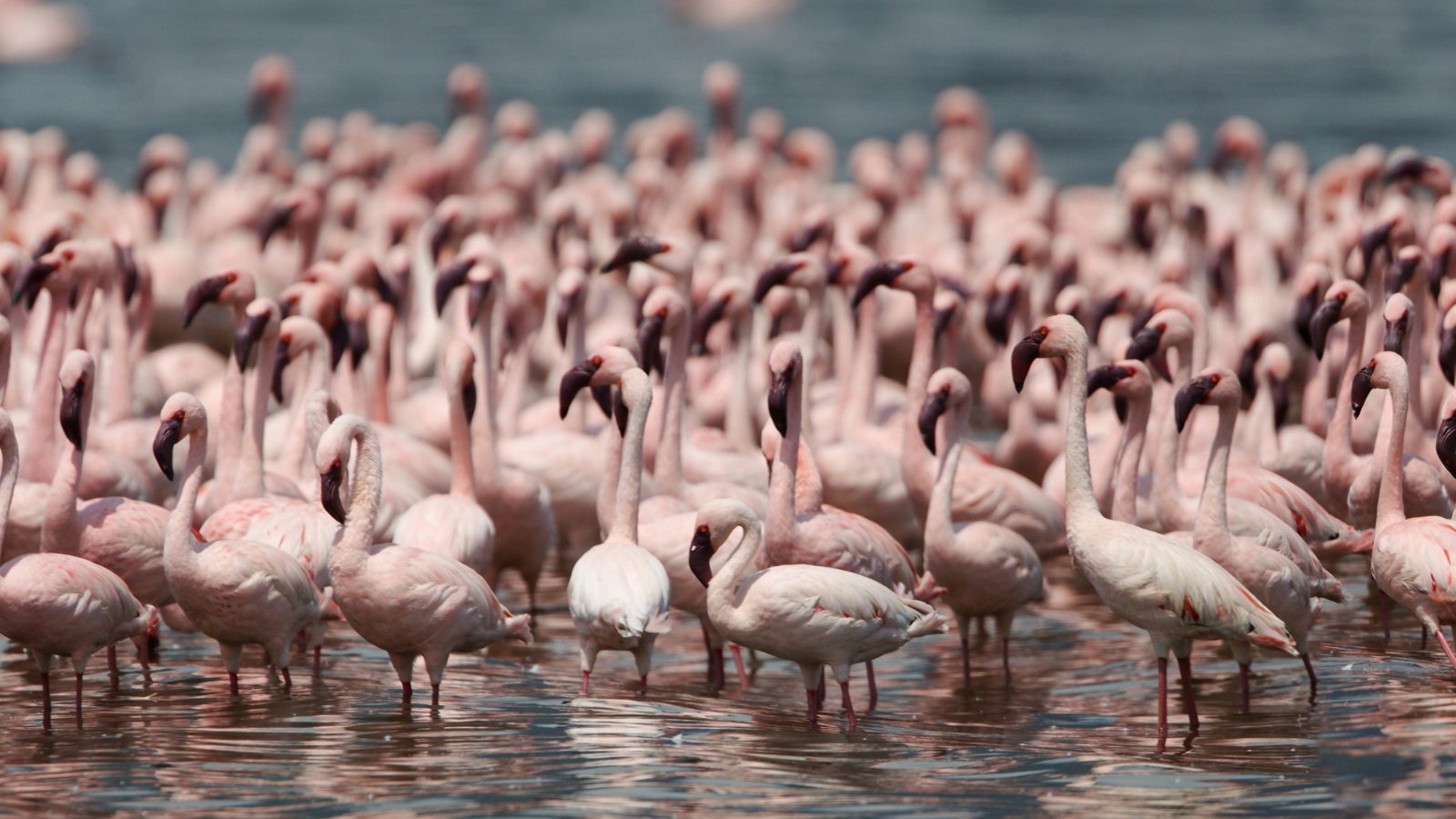 Fondo de pantalla Pink Flamingos 1600x900
