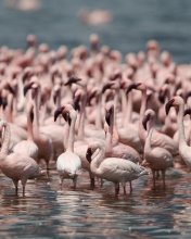 Sfondi Pink Flamingos 176x220