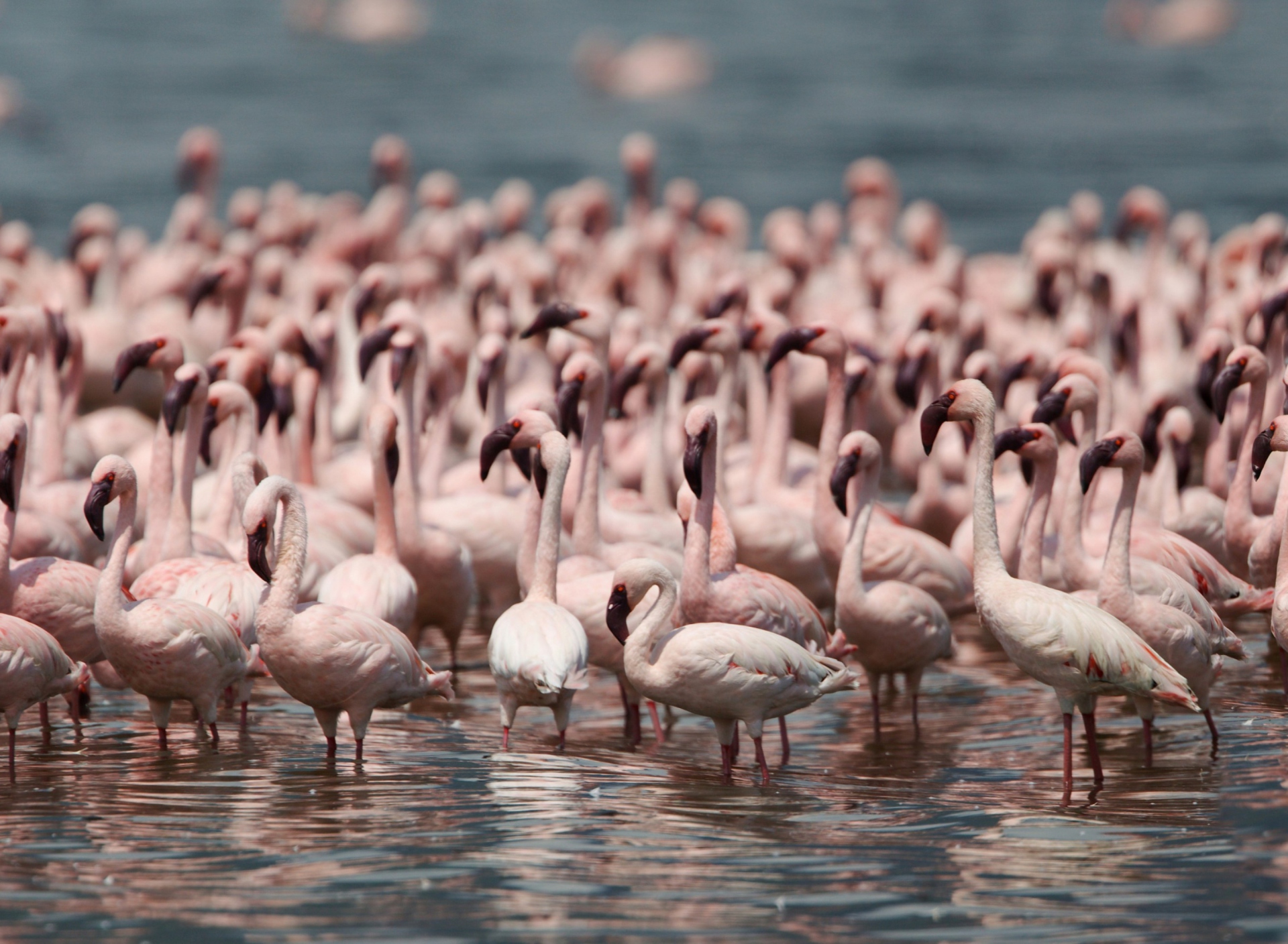 Sfondi Pink Flamingos 1920x1408