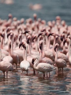 Fondo de pantalla Pink Flamingos 240x320