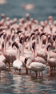 Fondo de pantalla Pink Flamingos 240x400