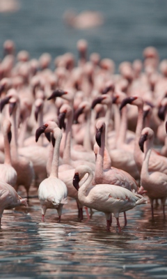 Pink Flamingos screenshot #1 240x400