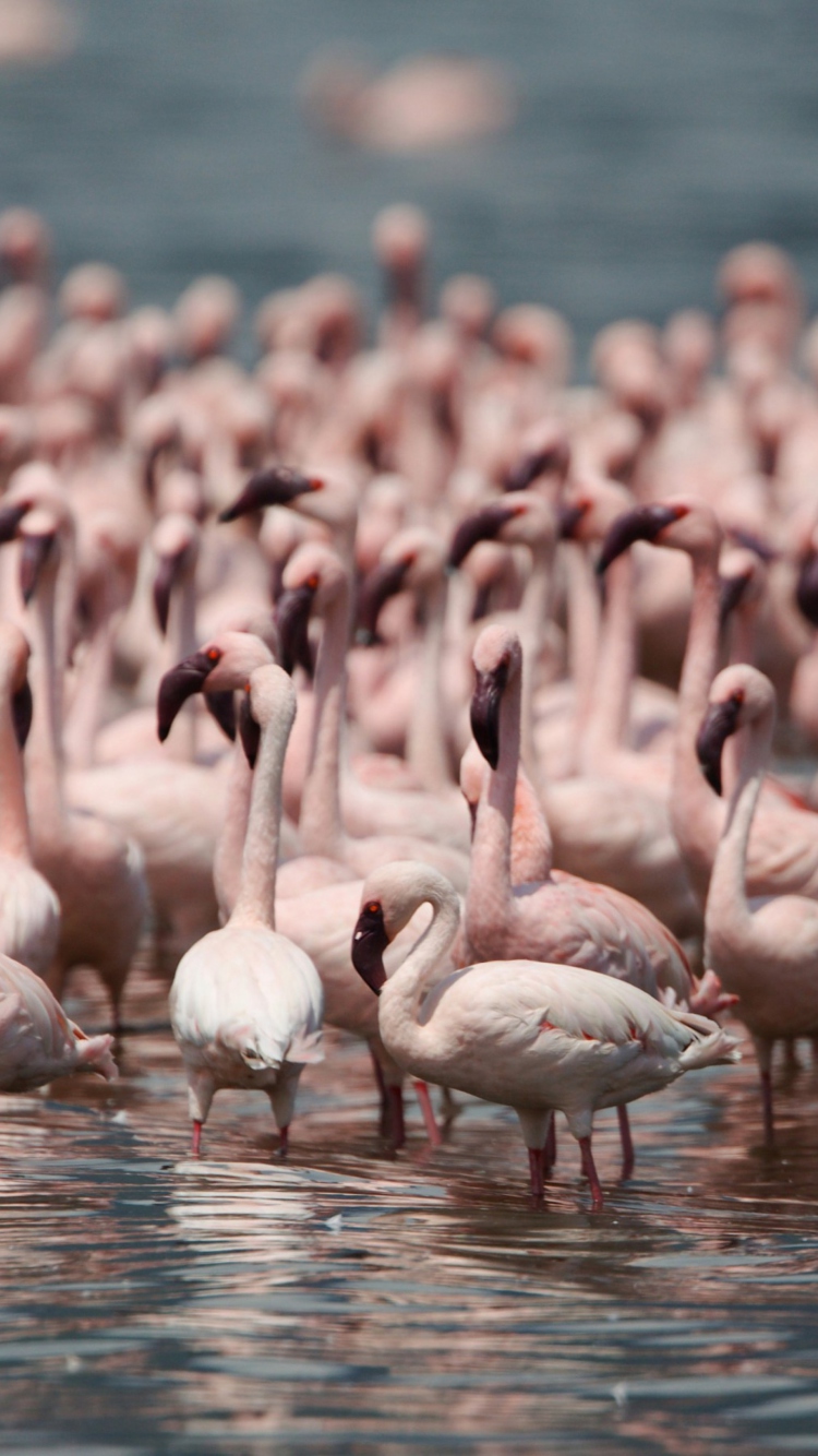 Обои Pink Flamingos 750x1334