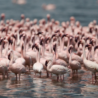 Pink Flamingos - Obrázkek zdarma pro 2048x2048