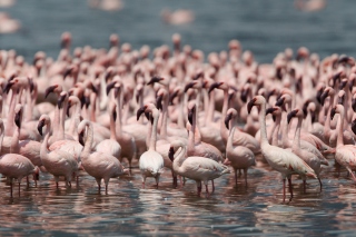 Картинка Pink Flamingos на телефон