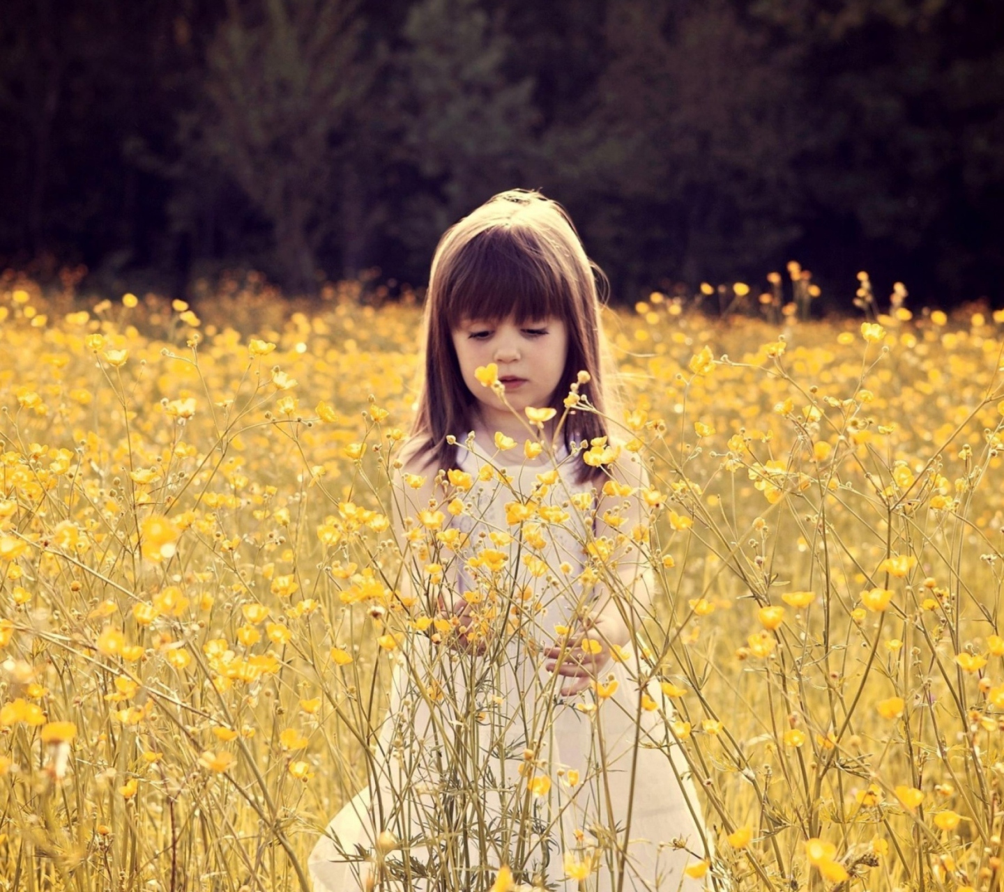 Cute Little Girl In Flower Field wallpaper 1440x1280