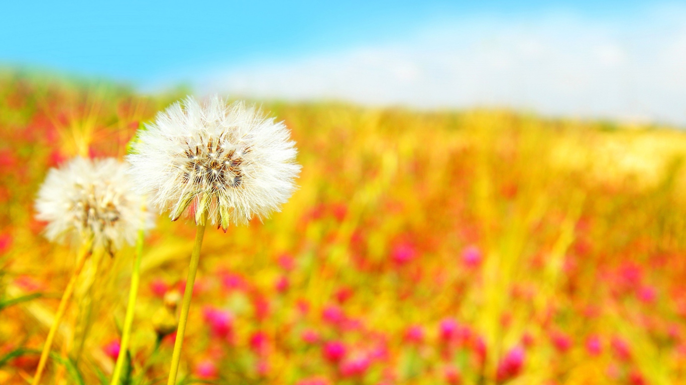 Screenshot №1 pro téma Summer Flower Field 1366x768