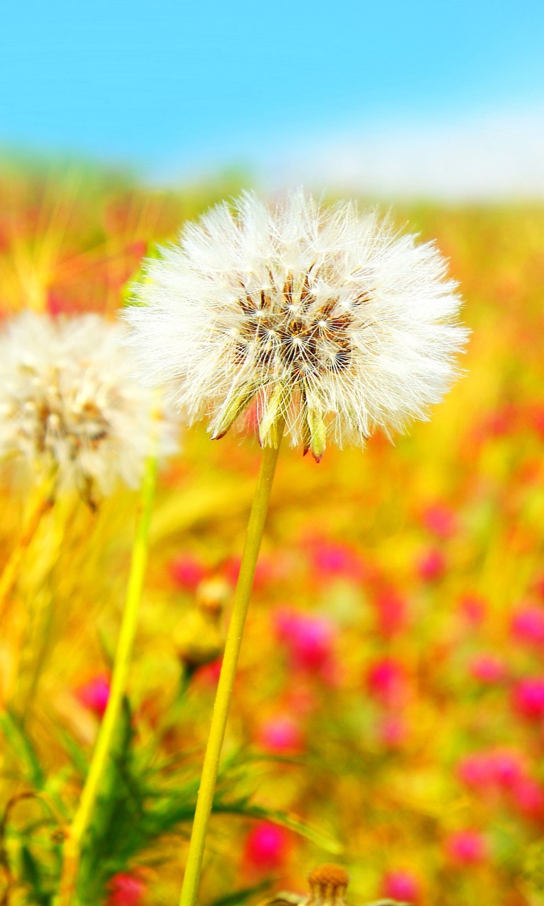 Screenshot №1 pro téma Summer Flower Field 768x1280