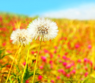 Summer Flower Field - Obrázkek zdarma pro 128x128