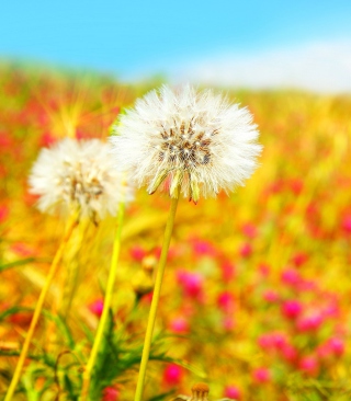 Summer Flower Field - Obrázkek zdarma pro Nokia Lumia 1520