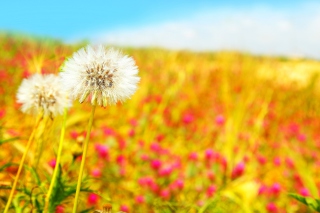 Summer Flower Field - Obrázkek zdarma 