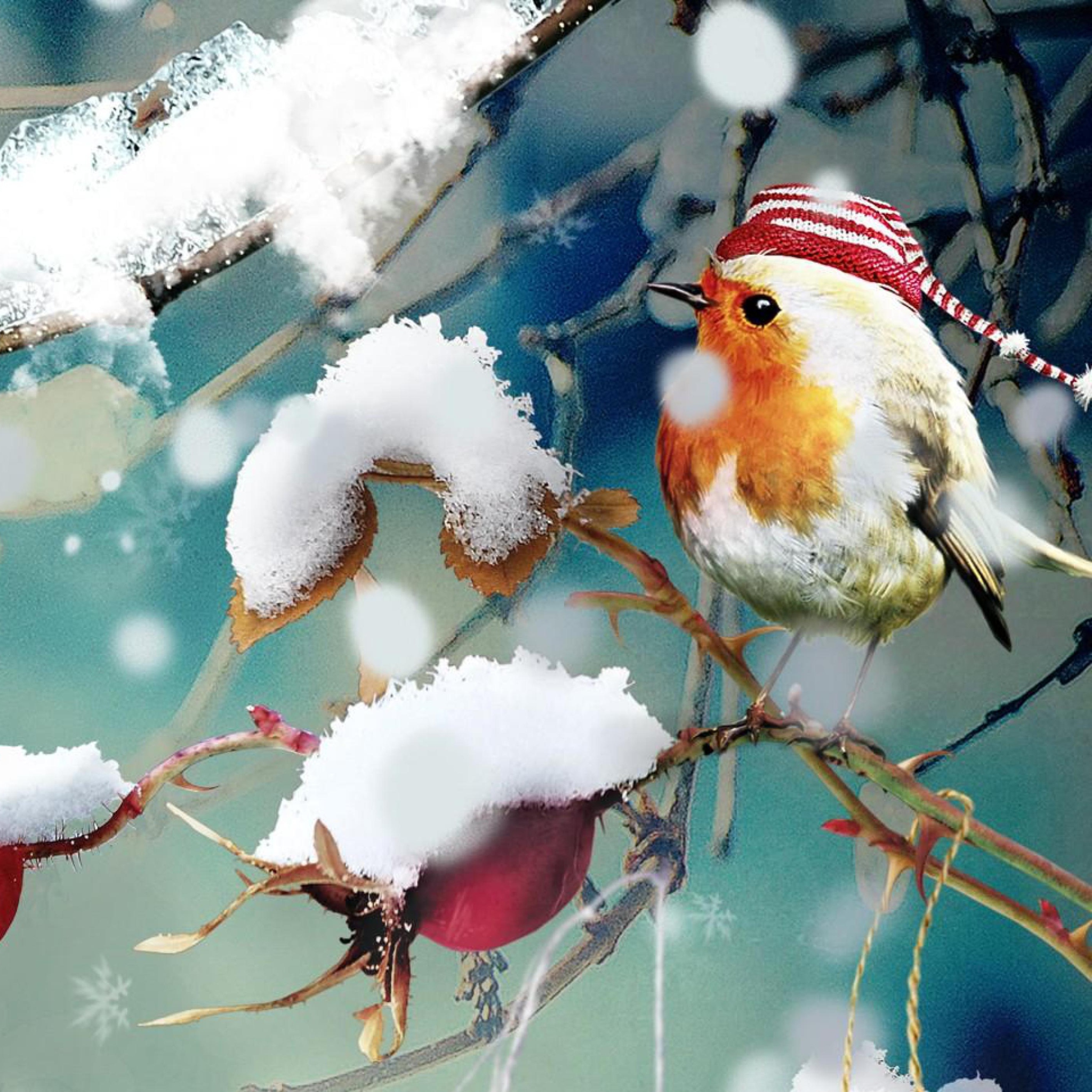 Sfondi Sweet Winter Bird 2048x2048
