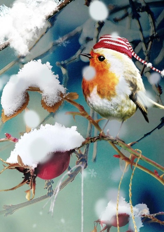 Sweet Winter Bird sfondi gratuiti per 480x640