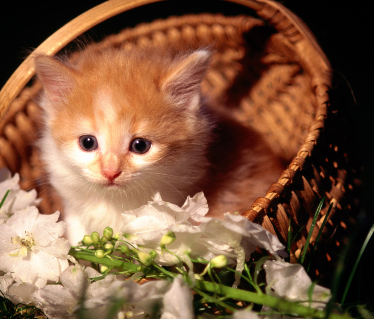 Cute Kitten in a Basket screenshot #1 1200x1024