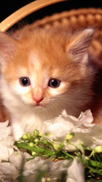 Fondo de pantalla Cute Kitten in a Basket 360x640