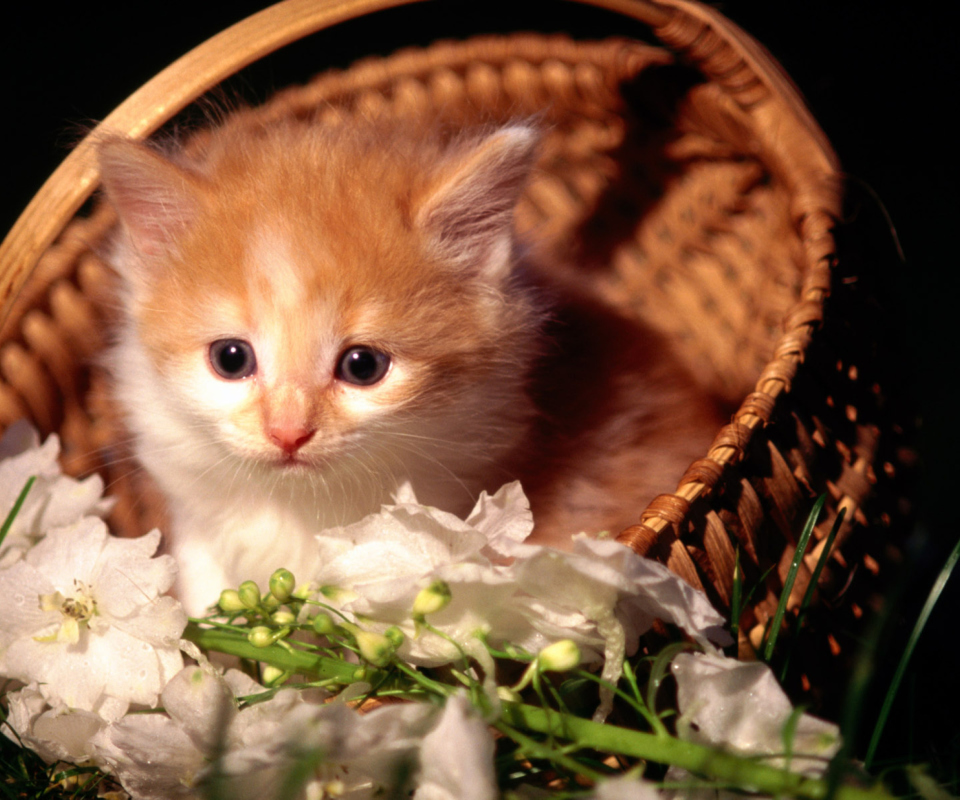 Fondo de pantalla Cute Kitten in a Basket 960x800