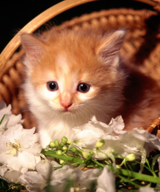 Kostenloses Cute Kitten in a Basket Wallpaper für 768x1280