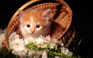 Free Cute Kitten in a Basket Picture for Android, iPhone and iPad