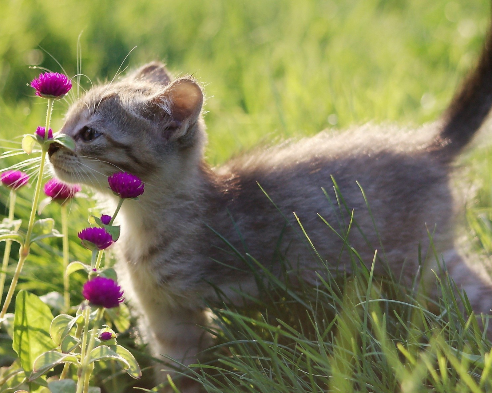 Sfondi Small Kitten Smelling Flowers 1600x1280