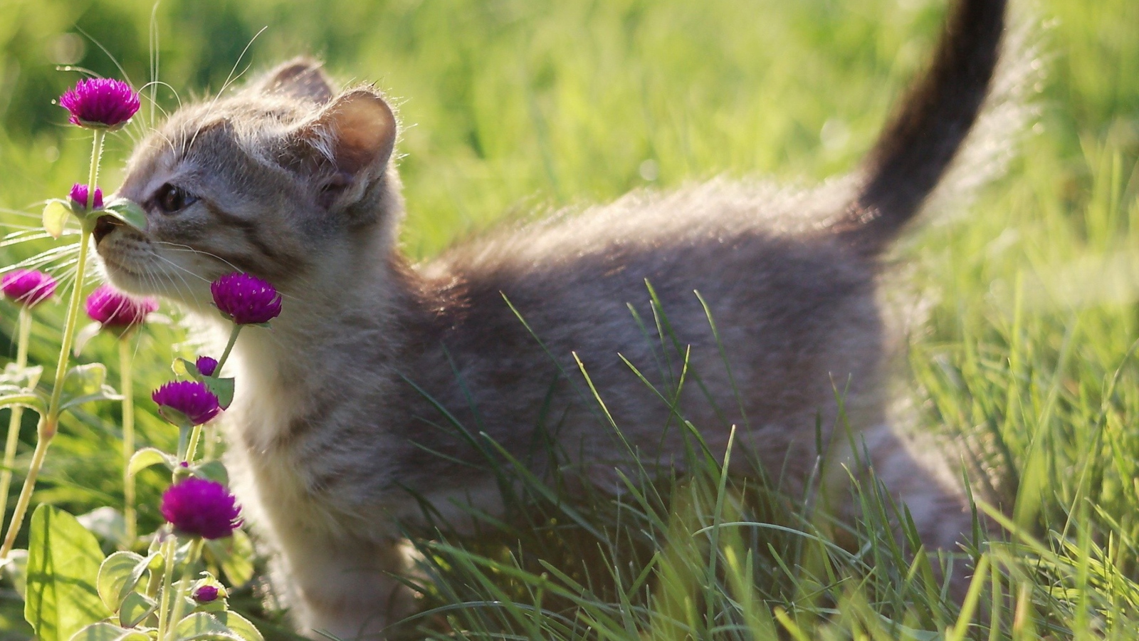 Screenshot №1 pro téma Small Kitten Smelling Flowers 1600x900