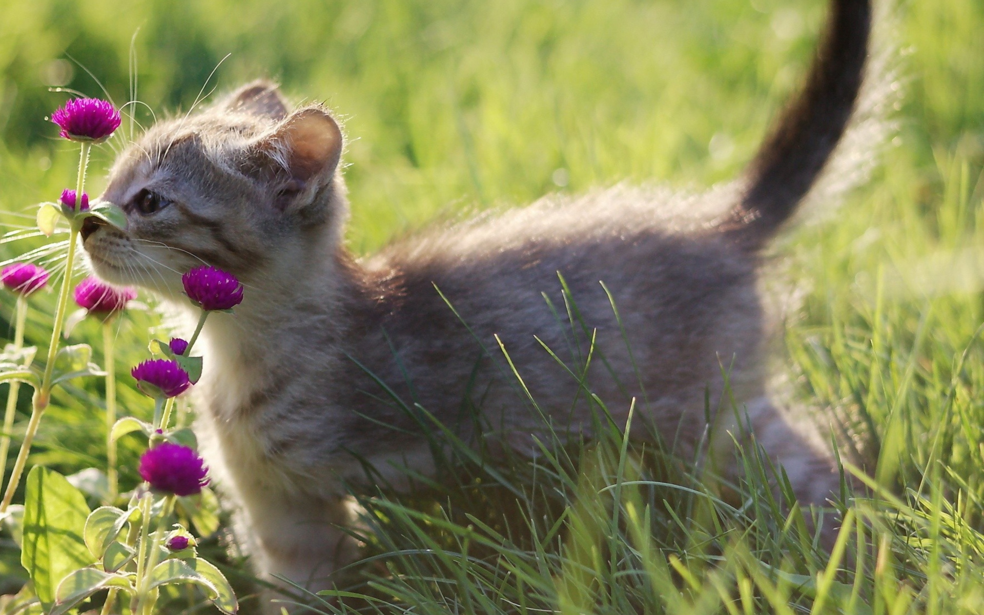 Small Kitten Smelling Flowers screenshot #1 1920x1200