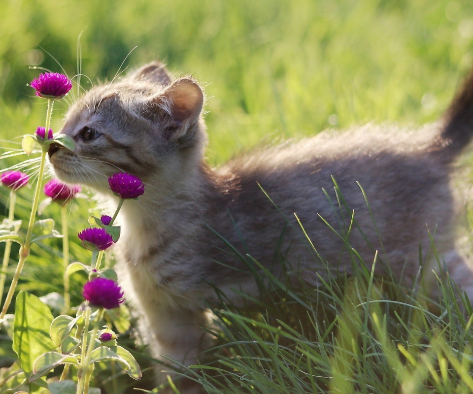 Small Kitten Smelling Flowers wallpaper 960x800